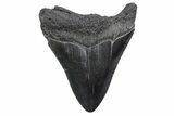 Serrated, Fossil Megalodon Tooth - South Carolina #370447-1